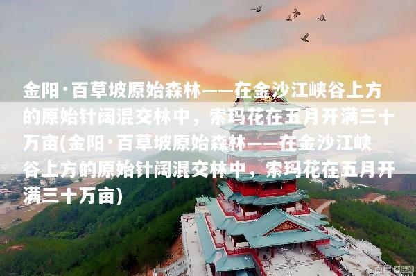 金阳·百草坡原始森林——在金沙江峡谷上方的原始针阔混交林中，索玛花在五月开满三十万亩(金阳·百草坡原始森林——在金沙江峡谷上方的原始针阔混交林中，索玛花在五月开满三十万亩)