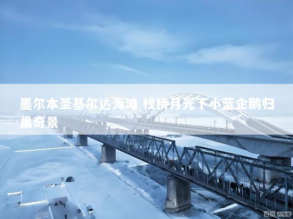 墨尔本圣基尔达海滩 栈桥月光下小蓝企鹅归巢奇景